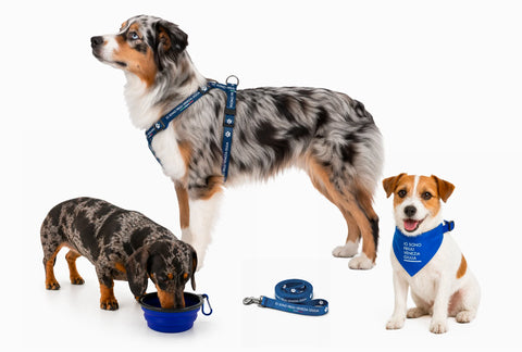 Banner della collezione Pet Friendly con tutti gli accessori per animali domestici a marchio IO SONO FRIULI VENEZIA GIULIA