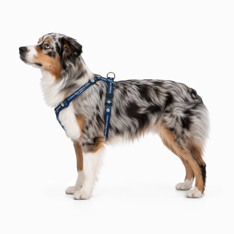 Pettorina per cani blu con logo Io Sono Friuli Venezia Giulia indossata